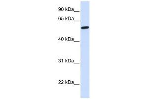 Western Blotting (WB) image for anti-NMDA Receptor Synaptonuclear Signaling and Neuronal Migration Factor (NSMF) (N-Term) antibody (ABIN631143)