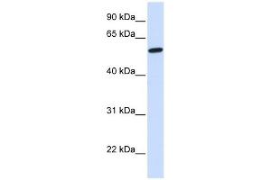NELF antibody used at 1 ug/ml to detect target protein.
