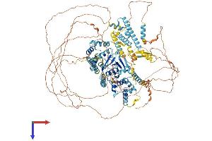 ERCC5 Protein (AA 1-1170) (His tag)