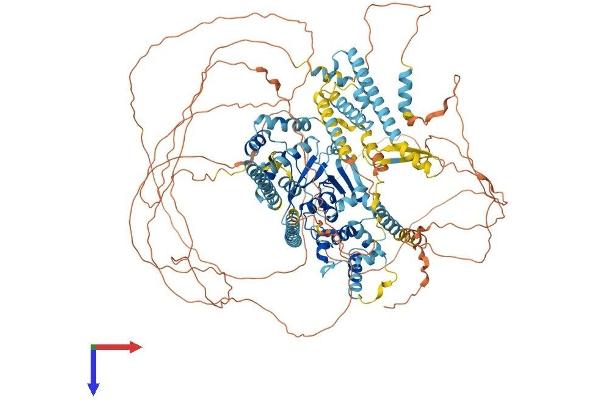 ERCC5 Protein (AA 1-1170) (His tag)