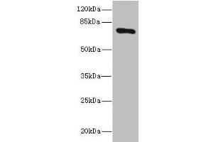 SLCO2B1 抗体  (AA 130-210)