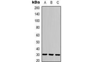 Western blot analysis of CACNG3 expression in human brain (A), mouse brain (B), rat brain (C) whole cell lysates.