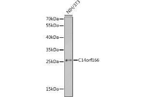 Western blot analysis of extracts of NIH/3T3 cells, using C14orf166 antibody (ABIN6127699, ABIN6137728, ABIN6137729 and ABIN6220257) at 1:1000 dilution. (C14orf166 Antikörper  (AA 1-244))