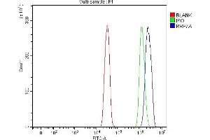 Flow Cytometry analysis of SiHa cells using anti-RRP7A antibody (ABIN7599044). (RRP7A Antikörper  (AA 1-181))