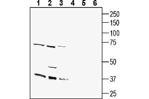 anti-GDNF Family Receptor alpha Like (GFRAL) (AA 320-334), (Extracellular) antibody