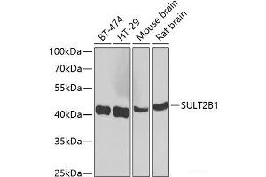 Western blot analysis of extracts of various cell lines using SULT2B1 Polyclonal Antibody at dilution of 1:1000. (SULT2B1 Antikörper)