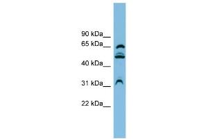 WB Suggested Anti-WDR1 Antibody Titration: 0. (WDR1 Antikörper  (N-Term))
