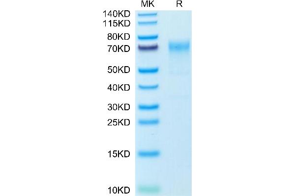 CD235a/GYPA Protein (AA 1-108) (Fc Tag)