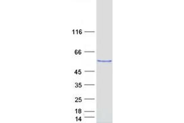 RBCK1 Protein (Transcript Variant 2) (Myc-DYKDDDDK Tag)