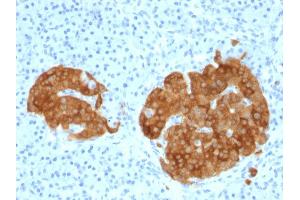 Formalin-fixed, paraffin-embedded human Pancreas stained with GAD2 (GAD65) Mouse Monoclonal Antibody (GAD2/1960). (GAD65 Antikörper  (AA 6-99))