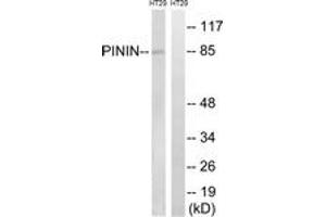 Western Blotting (WB) image for anti-Pinin, Desmosome Associated Protein (PNN) (AA 211-260) antibody (ABIN2890507) (PNN Antikörper  (AA 211-260))