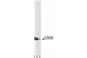 Western blot analysis of Rap1 on a Jurkat cell lysate. (RAP1 Antikörper  (AA 1-184))