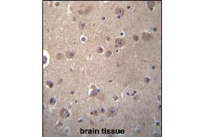 SNX4 Antibody (C-term) (ABIN656781 and ABIN2845999) immunohistochemistry analysis in formalin fixed and paraffin embedded human brain tissue followed by peroxidase conjugation of the secondary antibody and DAB staining. (Sorting Nexin 4 Antikörper  (C-Term))