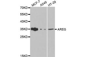 Western blot analysis of extracts of various cell lines, using AREG antibody (ABIN5970955) at 1/1000 dilution. (Amphiregulin Antikörper)
