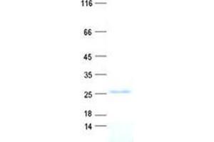 Validation with Western Blot (Folate Receptor 4 Protein (His tag))
