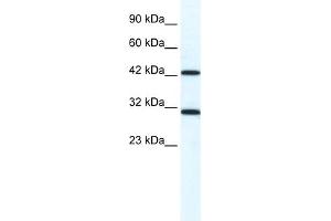 WB Suggested Anti-DDX39 Antibody Titration:  1.