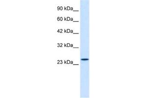 Western Blotting (WB) image for anti-Zinc Finger Protein 22 (ZNF22) antibody (ABIN2461059) (Zinc Finger Protein 22 Antikörper)