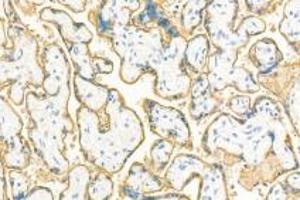 Immunohistochemistry analysis of paraffin-embedded human placenta using,PLAP (ABIN7075090) at dilution of 1: 400 (PLAP Antikörper)