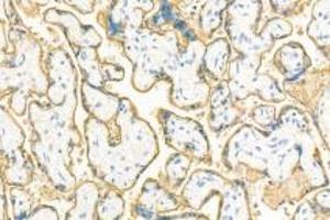 Immunohistochemistry analysis of paraffin-embedded human placenta using,PLAP (ABIN7075090) at dilution of 1: 400