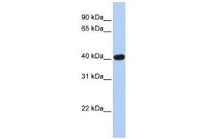 CXADR antibody used at 1 ug/ml to detect target protein. (Coxsackie Adenovirus Receptor Antikörper  (N-Term))