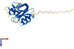 NUDT11 Protein (AA 1-164) (His tag)