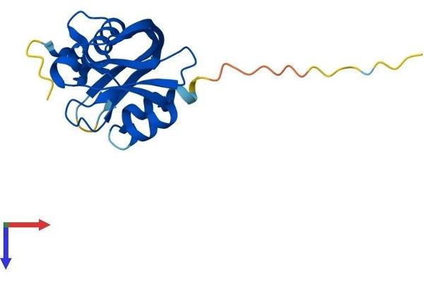 NUDT11 Protein (AA 1-164) (His tag)