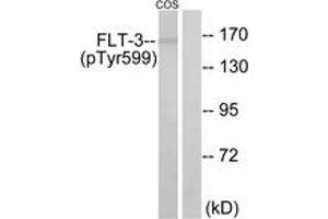 Western blot analysis of extracts from COS7 cells treated with EGF 200ng/ml 30', using FLT3 (Phospho-Tyr599) Antibody. (FLT3 Antikörper  (pTyr599))