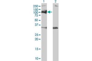 Western Blot analysis of PPM1D expression in transfected 293T cell line by PPM1D monoclonal antibody (M01), clone 4D1.