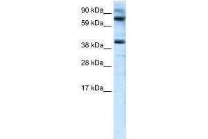 WB Suggested Anti-MANSC1 Antibody Titration:  0. (MANSC1 Antikörper  (N-Term))