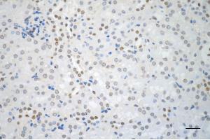 Immunohistochemistry was performed on paraffin-embedded mouse kidney using DYNLL1 antibody (ABIN7798403), 1:200).