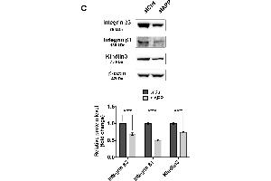 Integrin beta 3 Antikörper  (AA 27-120)