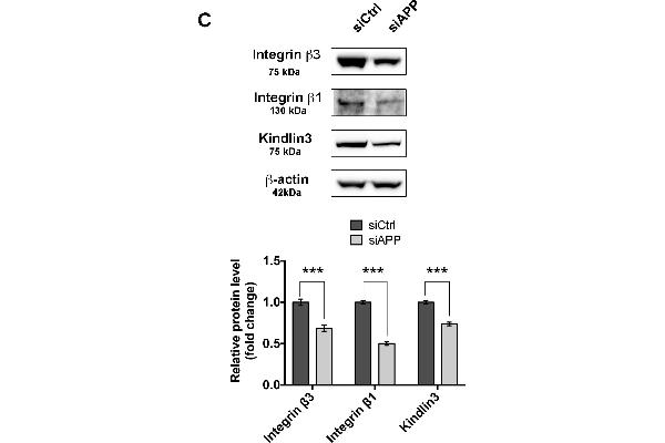 Integrin beta 3 Antikörper  (AA 27-120)