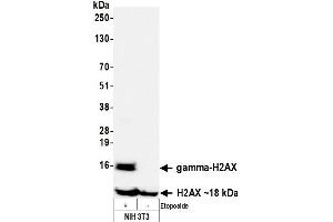 Western Blotting (WB) image for anti-gamma Histone Variant H2AX (GAMMA-H2AX) (Ser140) antibody (ABIN7455200) (Rekombinanter gamma H2AX Antikörper  (Ser140))