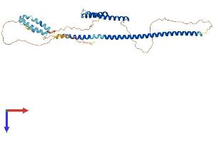 RILP Protein (AA 1-401) (His tag)