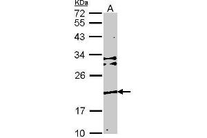 WB Image Sample (30 ug of whole cell lysate) A: NIH-3T3 12% SDS PAGE Transmembrane protein 147 antibody antibody diluted at 1:1000 (TMEM147 Antikörper)