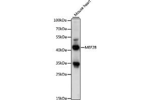Western blot analysis of extracts of mouse heart, using MEF2B antibody (ABIN7268731) at 1:1000 dilution. (MEF2B Antikörper  (AA 1-100))