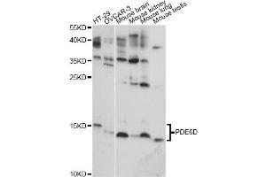 Western blot analysis of extracts of various cell lines, using PDE6D antibody (ABIN6293497) at 1:1000 dilution. (PDE6D Antikörper)