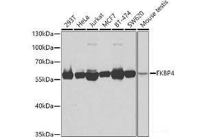 Western blot analysis of extracts of various cell lines using FKBP4 Polyclonal Antibody at dilution of 1:1000. (FKBP4 Antikörper)