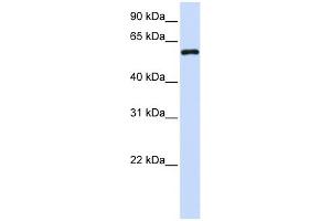 Metaxin 1 antibody used at 1 ug/ml to detect target protein. (Metaxin 1 Antikörper  (C-Term))