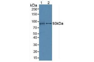 Western blot analysis of (1) Mouse Kidney Tissue and (2) Porcine Liver Tissue. (Villin 1 Antikörper  (AA 1-320))