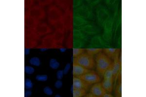 14-3-3 zeta Mouse Monoclonal Antibody staining Hela cells by IF/ICC.