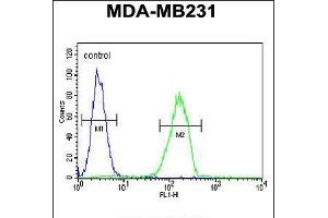 Flow cytometric analysis of MDA-MB231 cells (right histogram) compared to a negative control cell (left histogram). (Cathepsin S Antikörper  (AA 210-240))