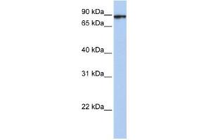 WB Suggested Anti-HSPA4L Antibody Titration: 0. (HSPA4L Antikörper  (C-Term))