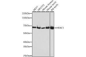 Western blot analysis of extracts of various cell lines, using HD antibody (ABIN7267707) at 1:1000 dilution. (HDAC1 Antikörper)