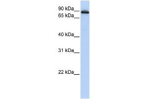 WB Suggested Anti-COG2 Antibody Titration: 0. (COG2 Antikörper  (N-Term))