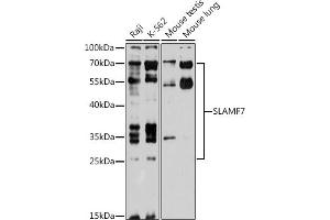 Western blot analysis of extracts of various cell lines, using SL antibody (ABIN6131101, ABIN6147829, ABIN6147831 and ABIN6218407) at 1:1000 dilution. (SLAMF7 Antikörper  (AA 23-226))