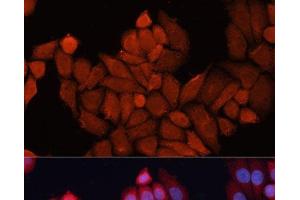 Immunofluorescence analysis of HeLa cells using DNAJB1 Polyclonal Antibody at dilution of 1:100. (DNAJB1 Antikörper)