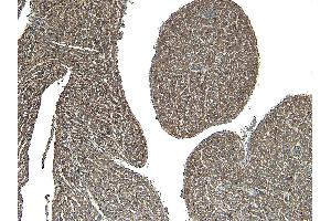 ABIN185584 (4µg/ml) staining of paraffin embedded Human Heart.