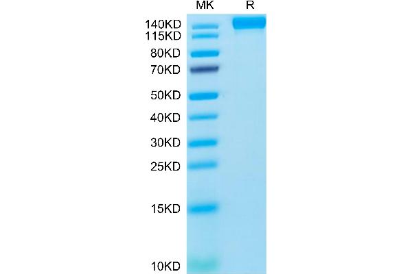 VEGFR2/CD309 Protein (mFc Tag)