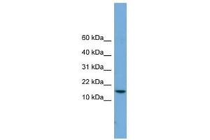 PAGE4 antibody used at 1 ug/ml to detect target protein. (PAGE4 Antikörper)